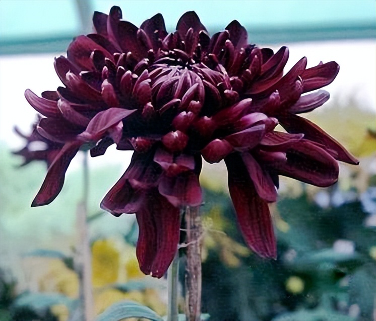 菊花丧葬,丧葬用的菊花是哪种