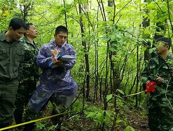 利用林业资源带动经济发展的举措,利用与发展