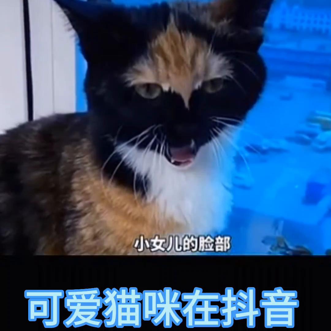 盘点猫科动物的迷惑行为,盘点猫动物的迷惑行为
