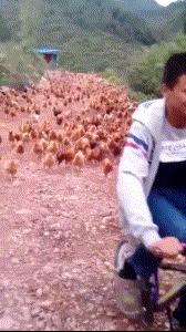 新手为什么不养鳄龟,养了一年的鳄龟怎么一点都不凶