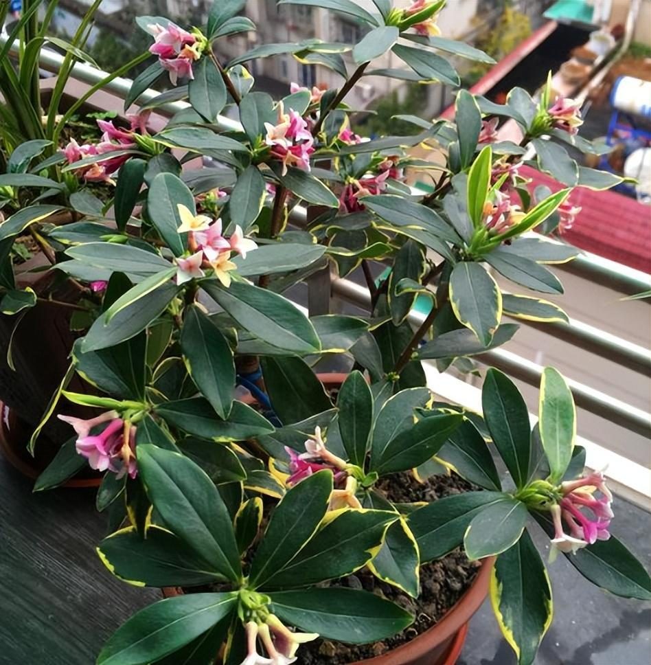 摆在家里最旺的十种花,什么花摆放卧室好养又好看