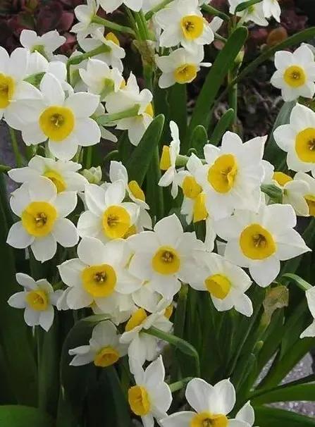 古诗词中的水仙花：飘零尘俗客再见水仙花