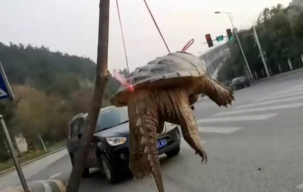 买了一只乌龟有什么预兆,路边800块钱买6只大乌龟