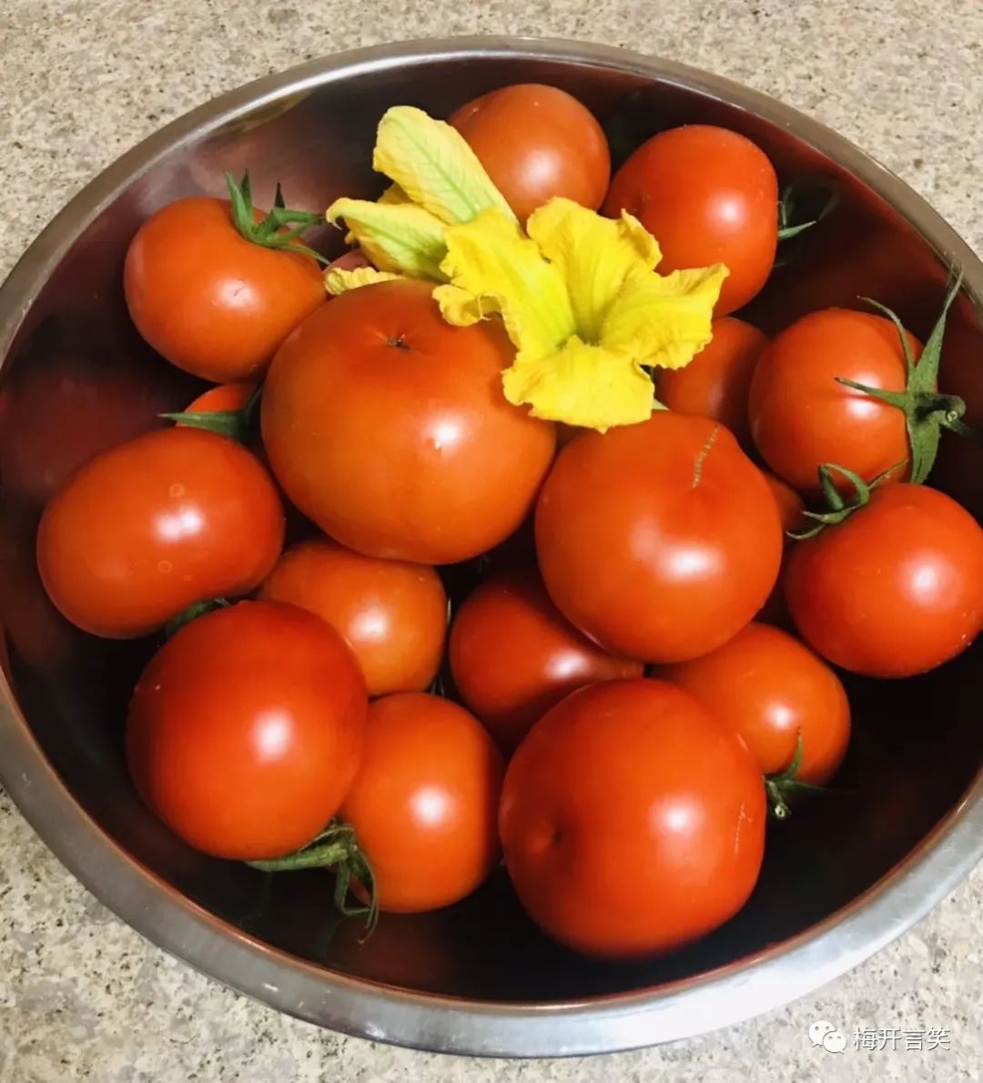 在澳洲种菜日记,我在澳洲学医