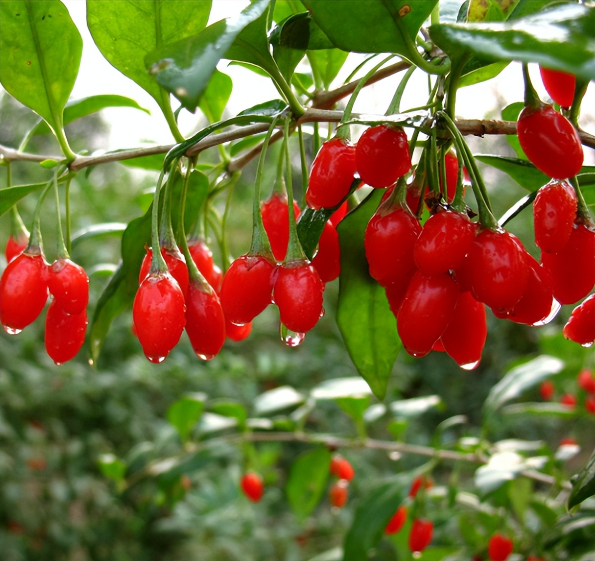 肾功能虚弱可以怎样食补,肾功能虚弱吃什么好