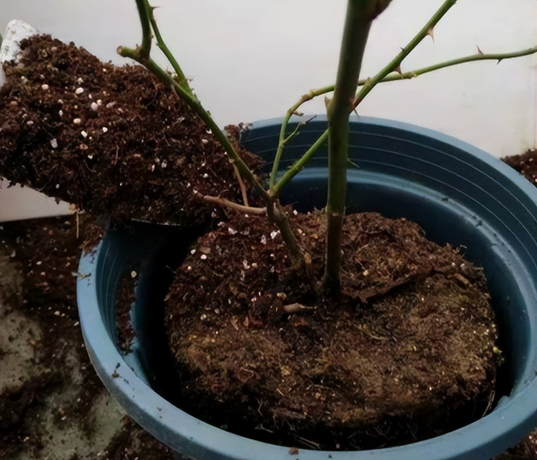 给花草换盆打理花草,给花卉换盆的四点注意事项是什么