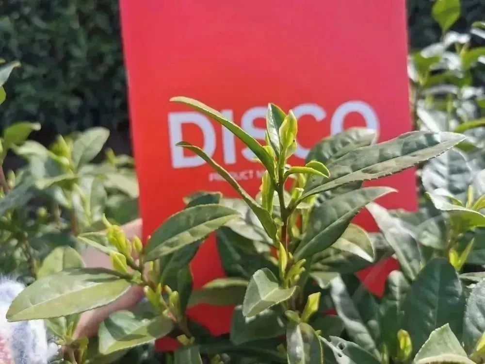 姝诲繝绮変笣鍜屽湴涓嬪伓鍍忕殑鍙屽悜濂旇荡,绮変笣涓庡伓鍍忓弻鍚戝璧寸殑鐖辨湁澶氱敎