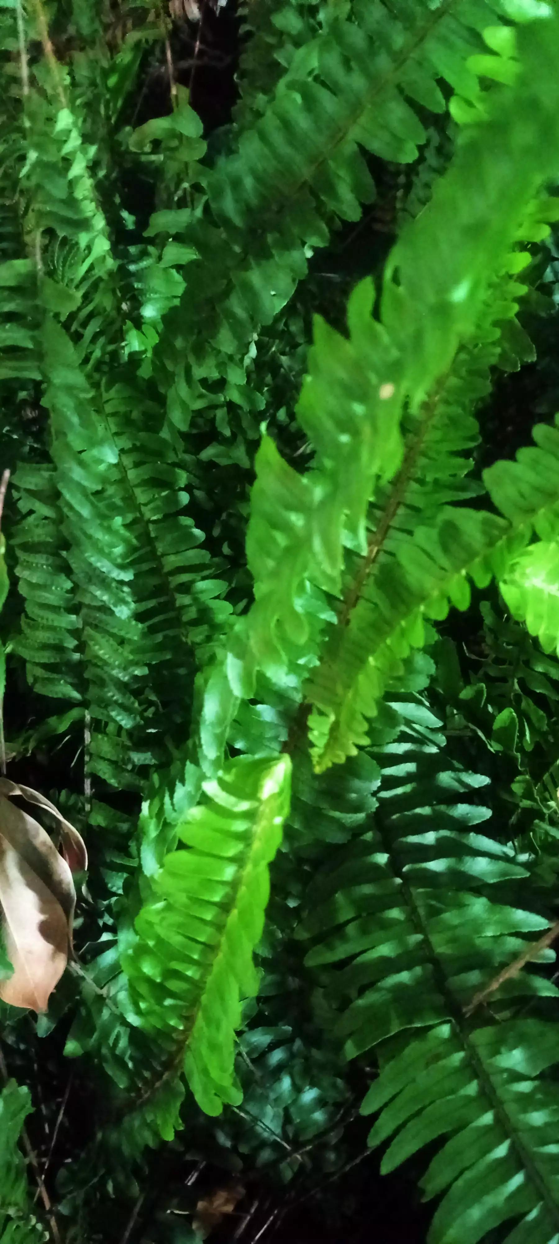 《岭南植物园：从野草到土地清洁工的肾蕨》