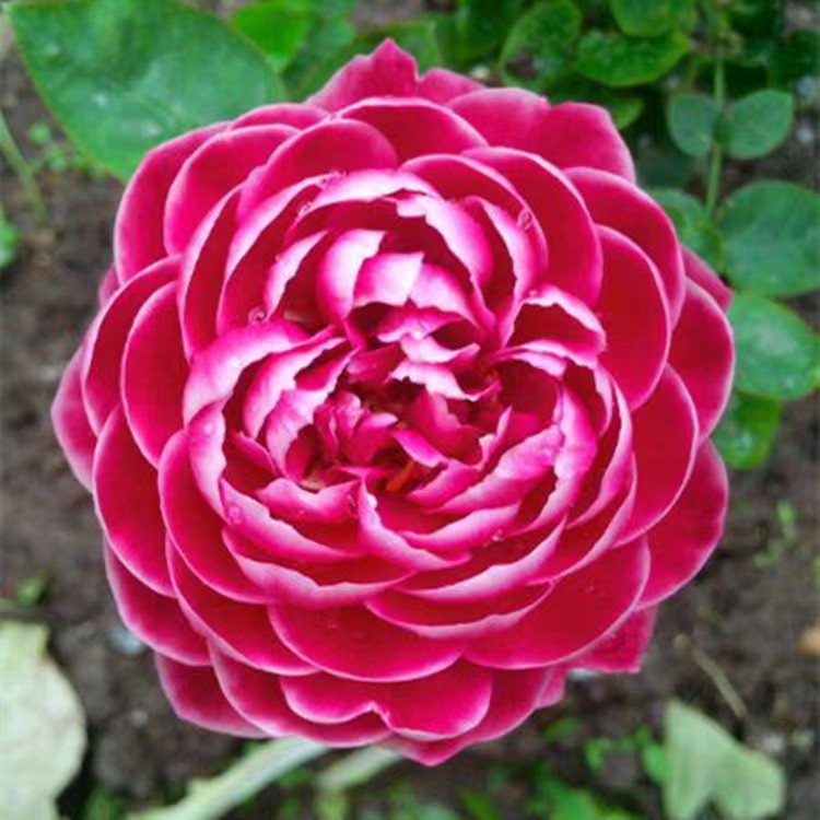 玫瑰花艳丽品种,带香味的橘黄色玫瑰花品种