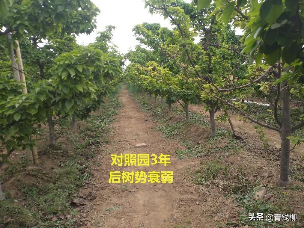 晚秋黄梨怎样才能高产,晚秋黄梨什么时候种植最好