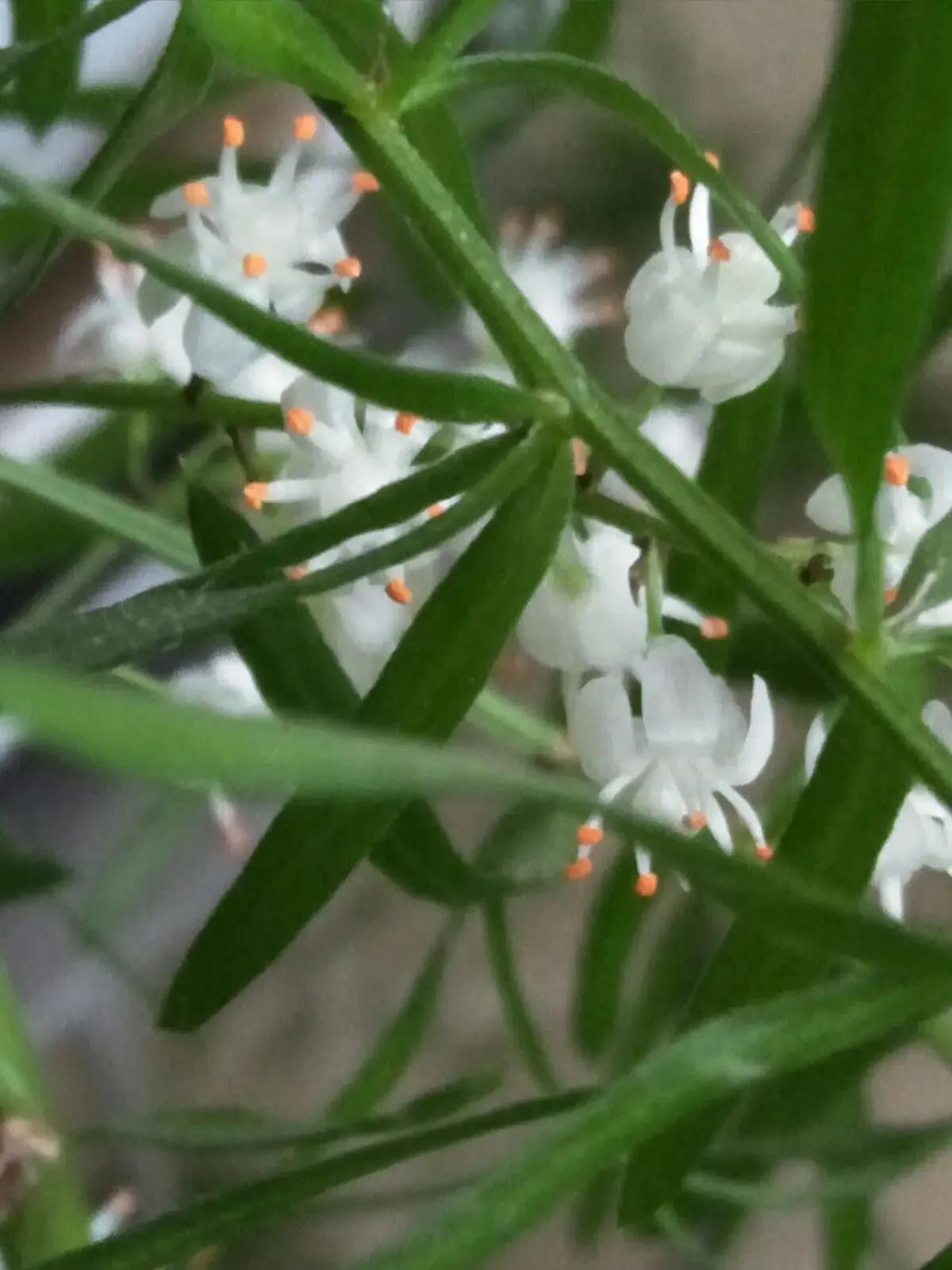 小小花朵——非洲天门冬