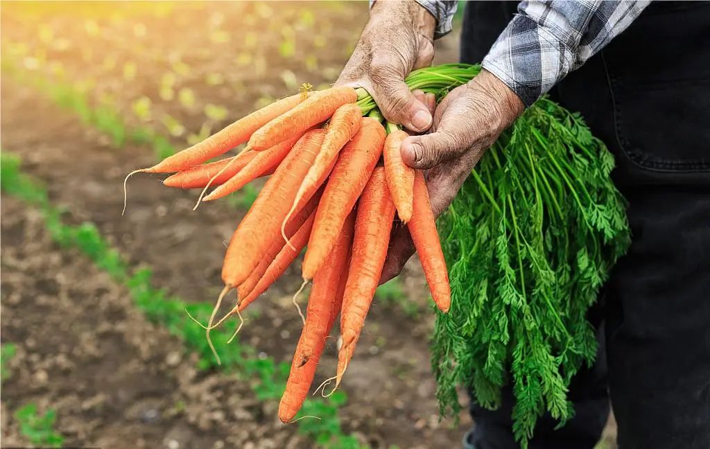 农产品加工如何破局,农产品同质化产品