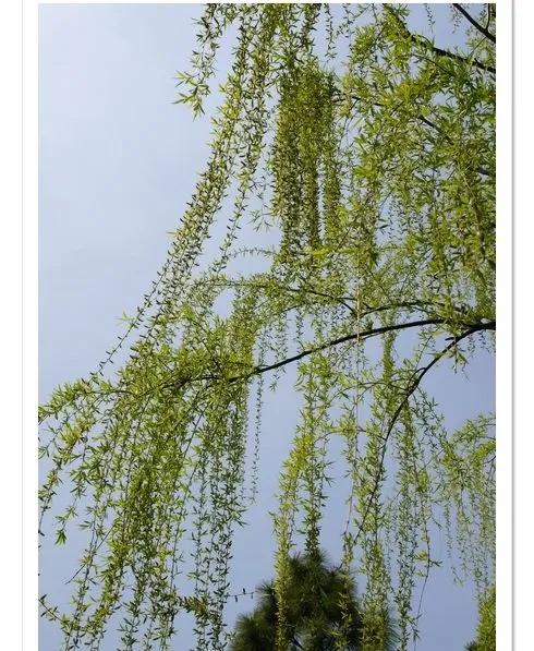 鏃跺厜娓呮祬宀佹湀瀹夌劧闈欏ソ,鏄ユ繁澶忔祬宀佹湀闈欏ソ