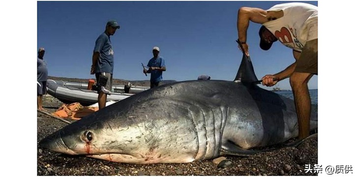 人类为什么只吃鲨鱼,为什么人类只吃鱼翅