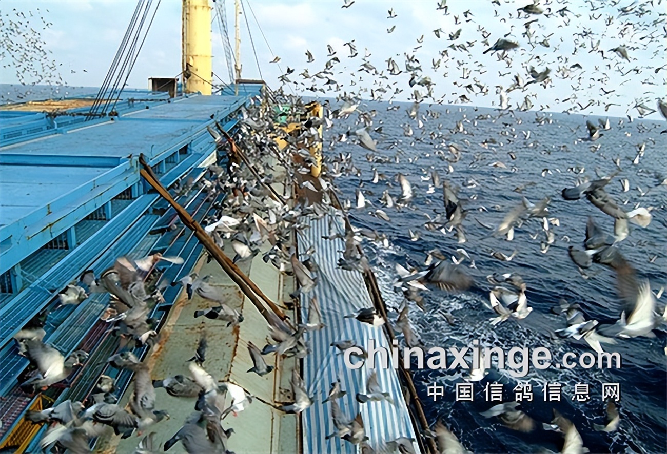太阳鸟好看吗,太阳鸟飞到高山上会有什么