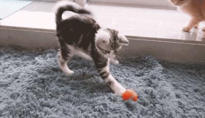 猫咪的一生最重要的事情,猫咪的生命终点