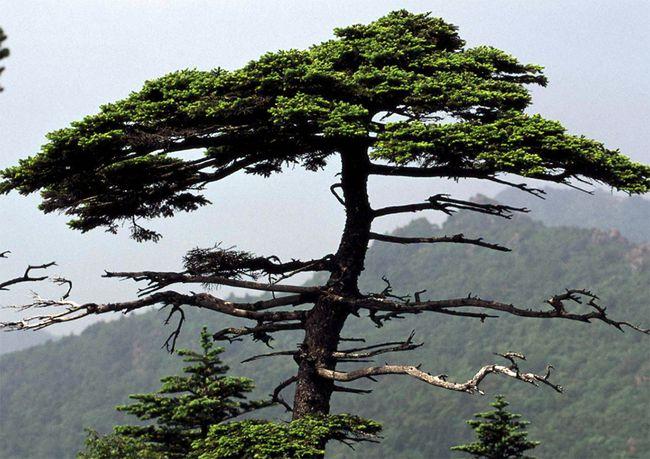 中考作文坚韧勇敢,中考作文勇敢坚韧