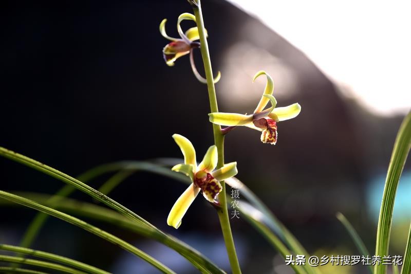 蕙兰盆栽春季养护注意事项有哪些,养蕙兰开花时的最佳方法