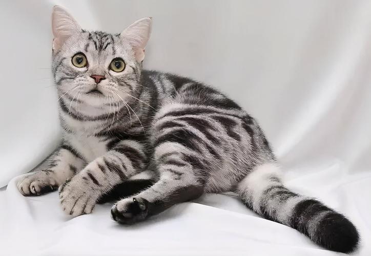 纯种猫咪有哪些颜色,纯种宠物猫有哪些品种