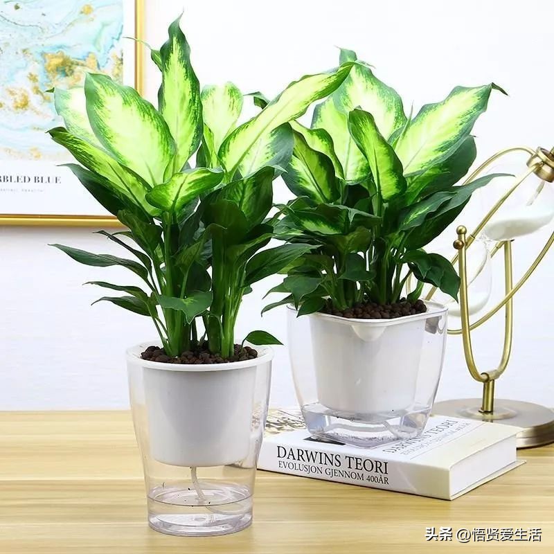 养什么花可以预防甲醛,什么花除甲醛且无毒