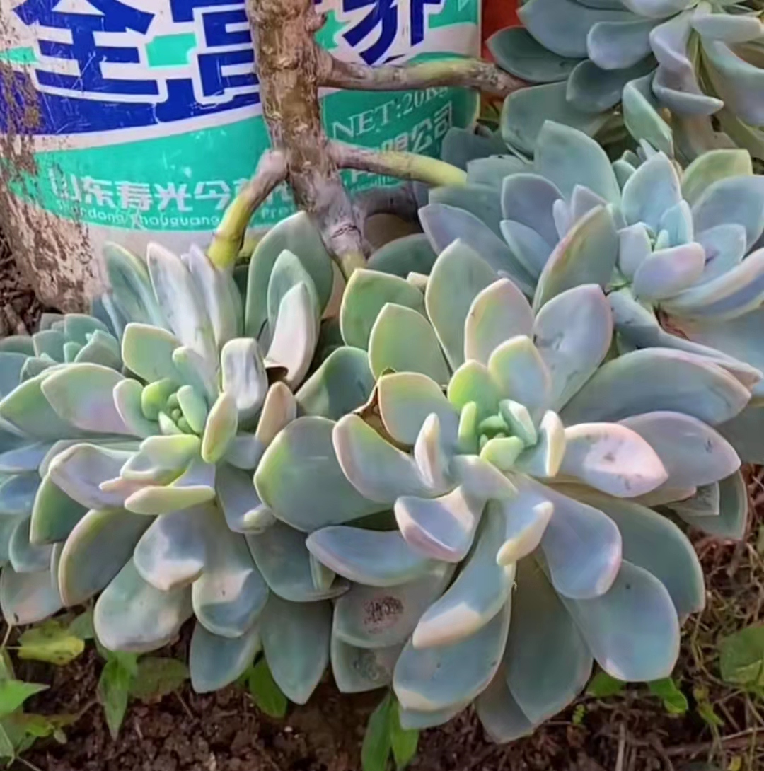 便宜又好养的5种多肉,皮实好养容易出状态的多肉有哪些