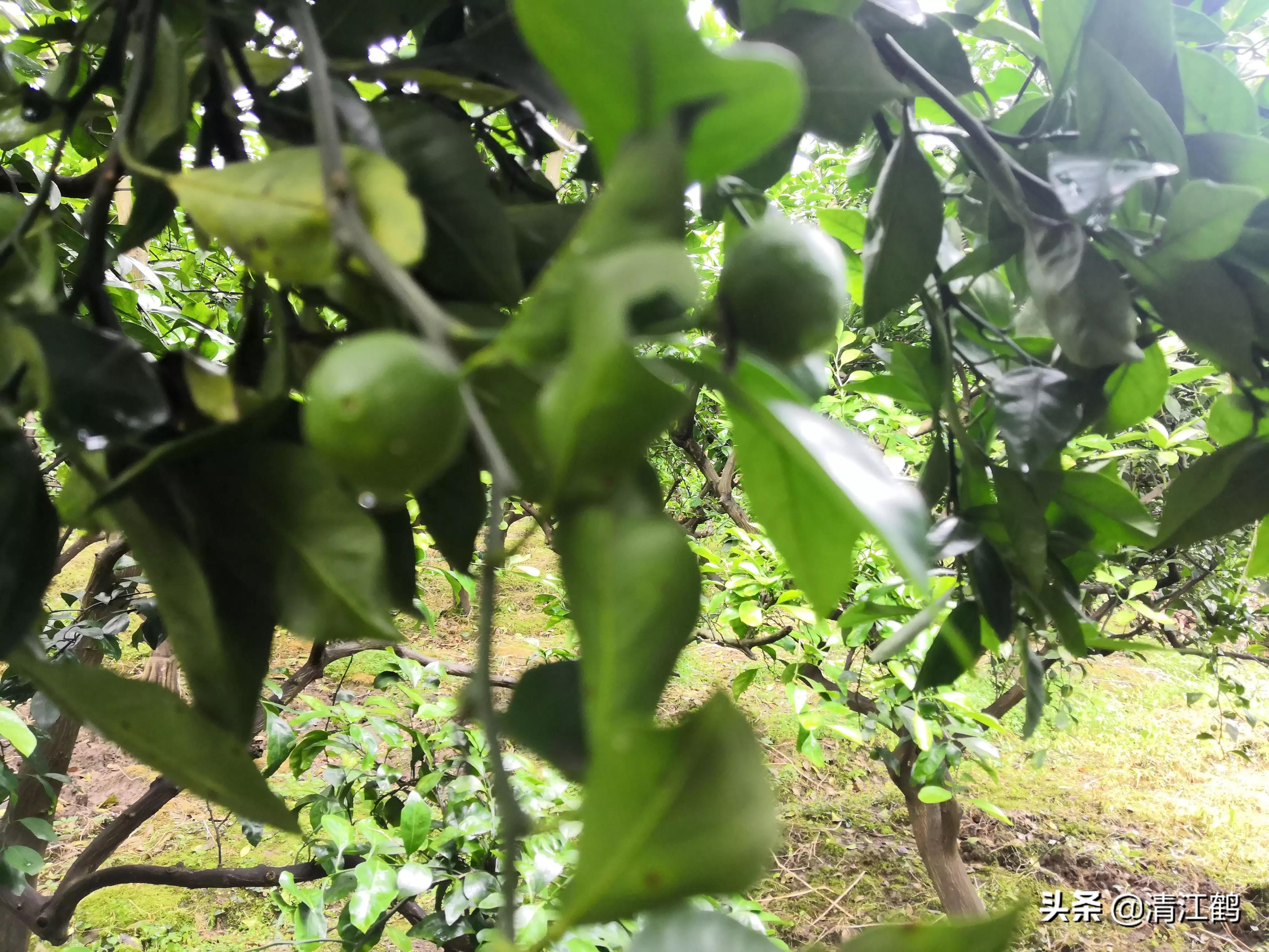 黄龙病树不砍除会自然枯死吗,黄龙树病能治理吗