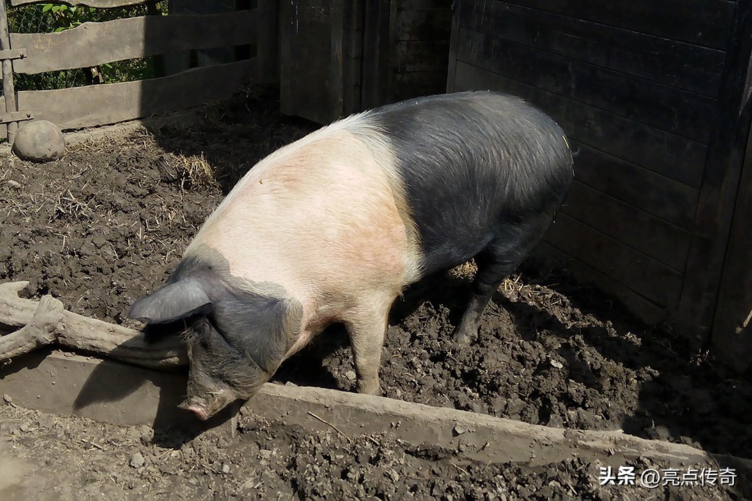 母猪产前产后常见问题的治疗,母猪产后存在的问题