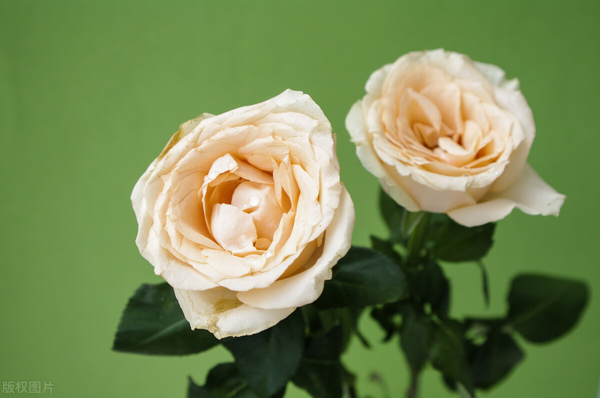 送玫瑰的正确方式,送玫瑰花的图片数量和意义