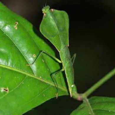 螳螂吃掉自己丈夫的头,螳螂为什么吃掉配偶螳螂吃蛇