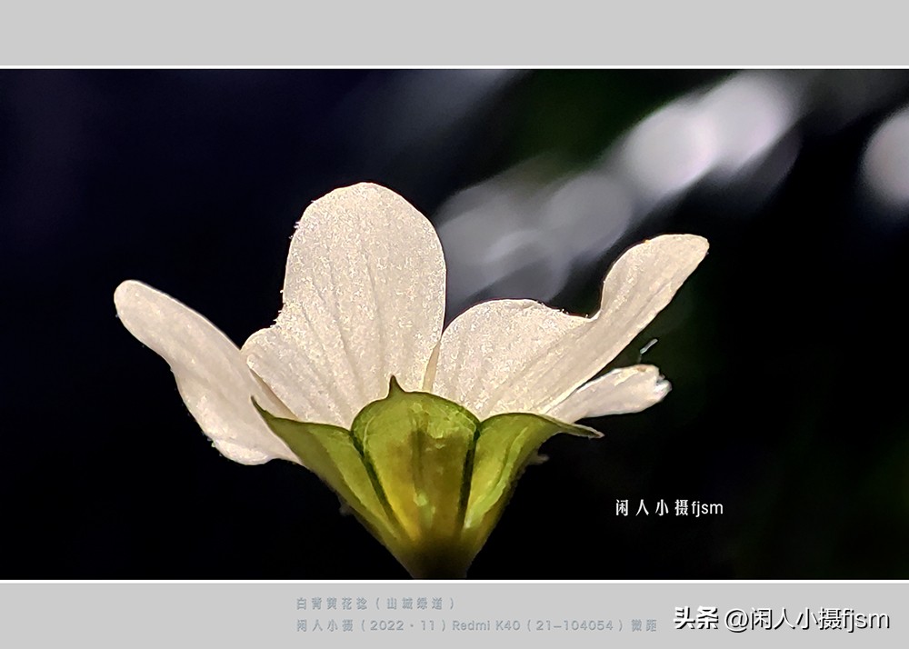 手机拍摄微距人像教程,关于手机微距摄影的一些小技巧