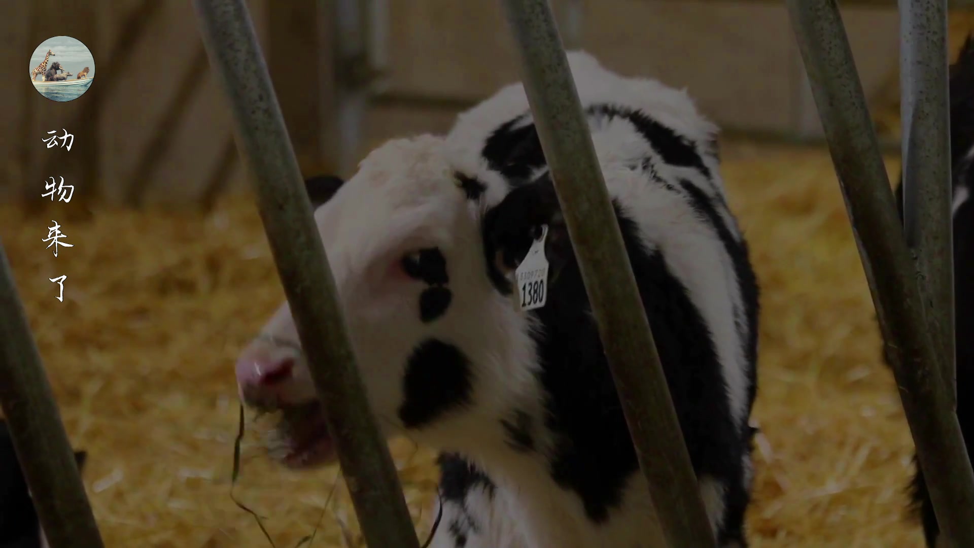 牛肉源头供应链怎样挣钱,养牛30年不赔钱的秘诀