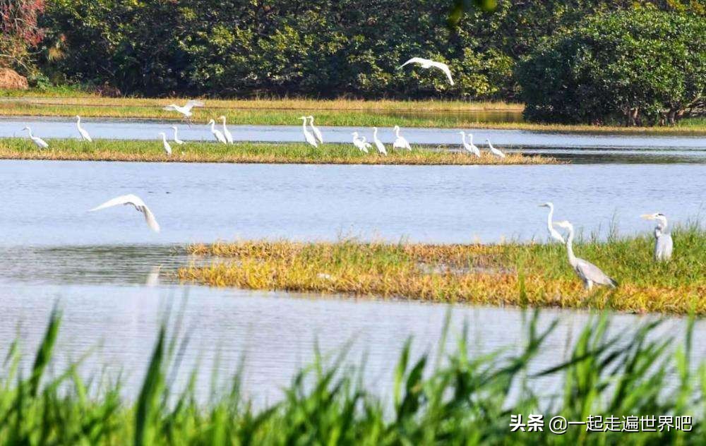 南沙黄山鲁森林公园一日游,广州南沙古港一日游攻略