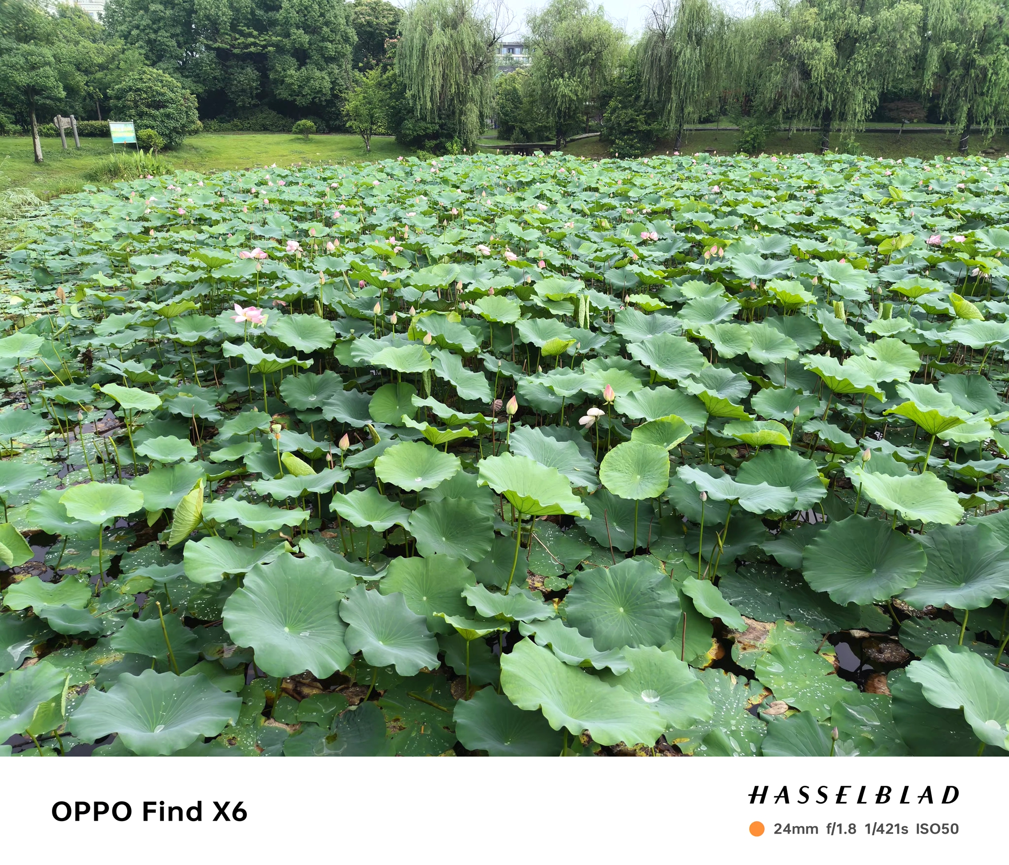 oppofindx6拍照真的很惊艳,oppofindx6pro超光三主摄