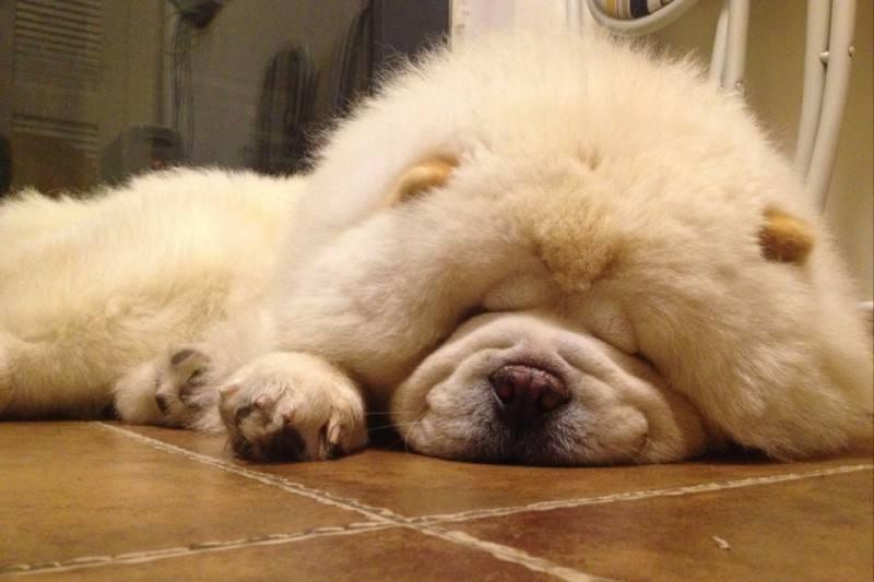 松狮犬白送都不养，太难“驾驭”了