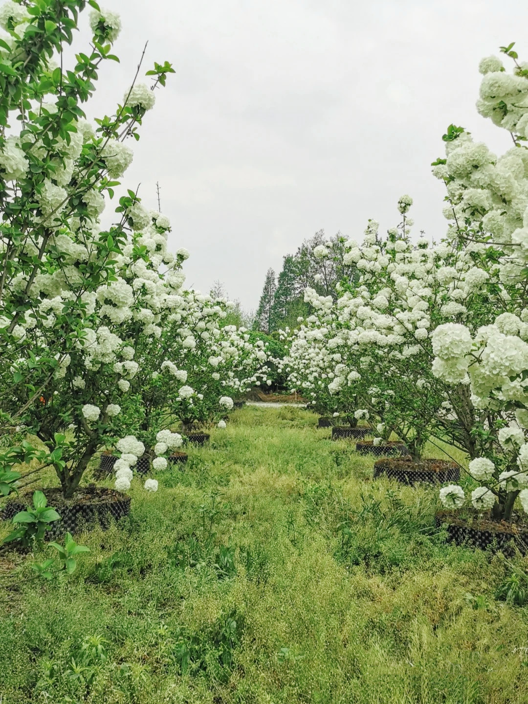 成都白绣球花美景,春天必打卡的樱花海棠花胜地