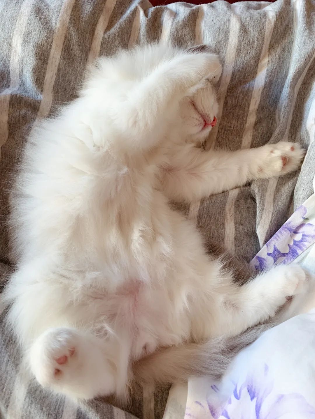 汤圆布偶猫,最好看的布偶猫汤圆