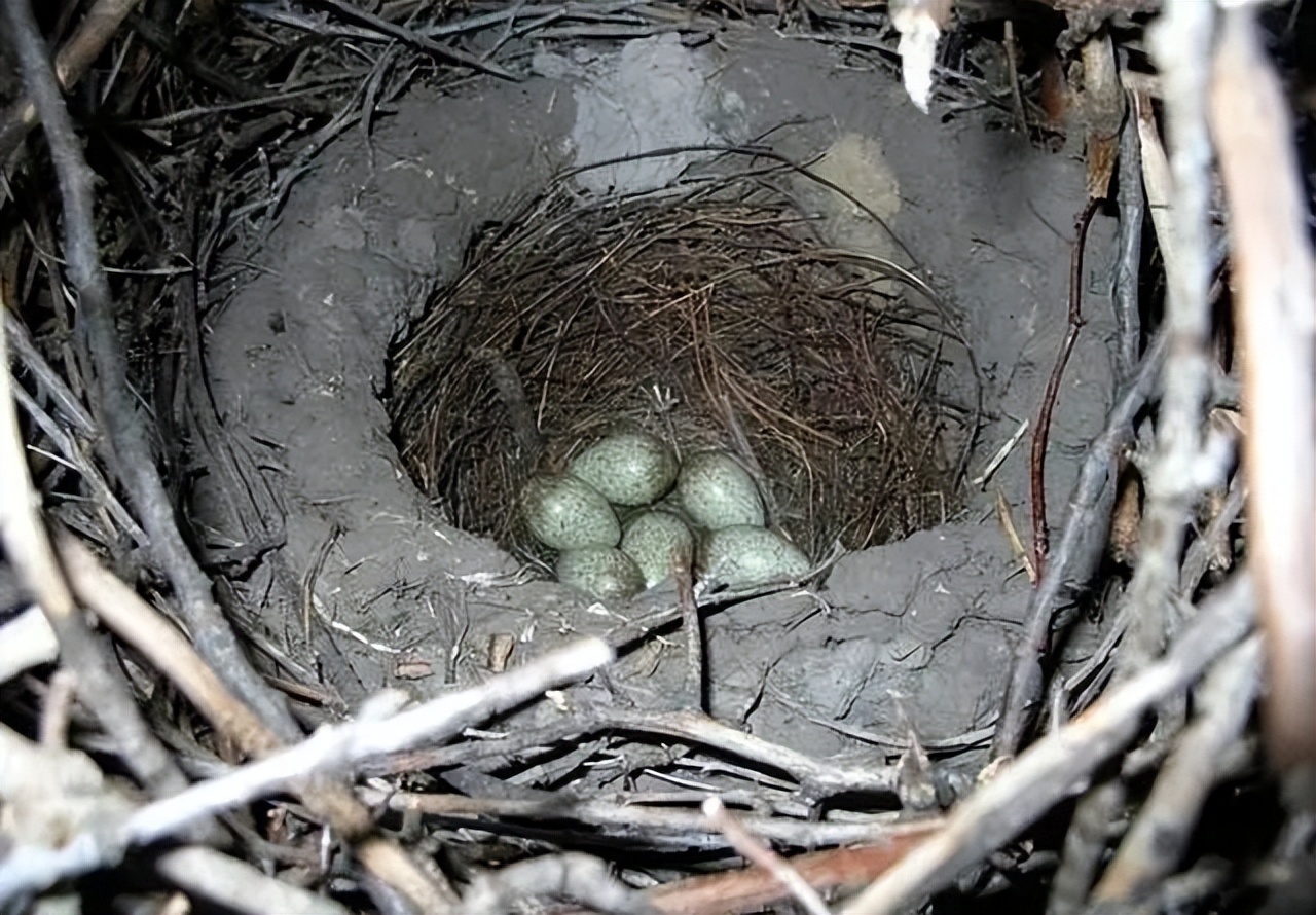 喜鹊的窝杂乱不堪为什么不怕风雪,喜鹊窝搭得乱七八糟为何不怕风雪