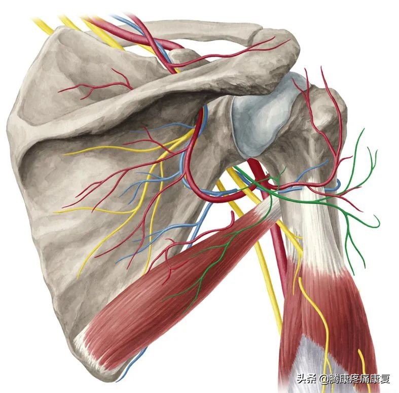 右肩与胳膊连接处疼痛是什么原因,胳膊向后抬疼痛是什么原因引起的