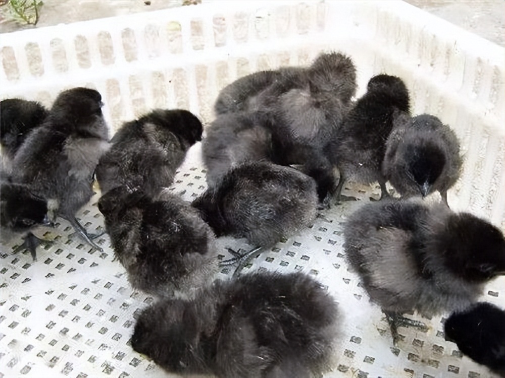 比乌鸡还黑的鸡,印尼金属鸡和乌鸡区别