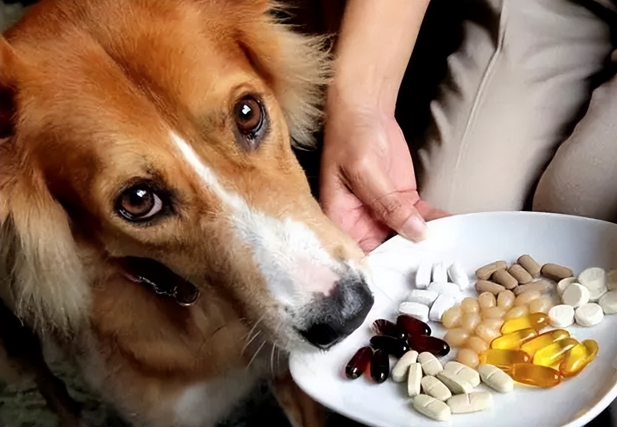 宠物主人养宠常遇到的问题,宠物主人必看