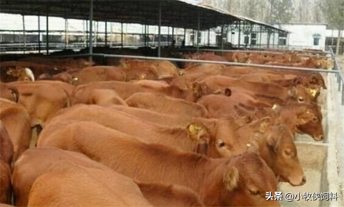 牛不反刍不排便怎么治疗,牛不反刍不排便好几天什么原因