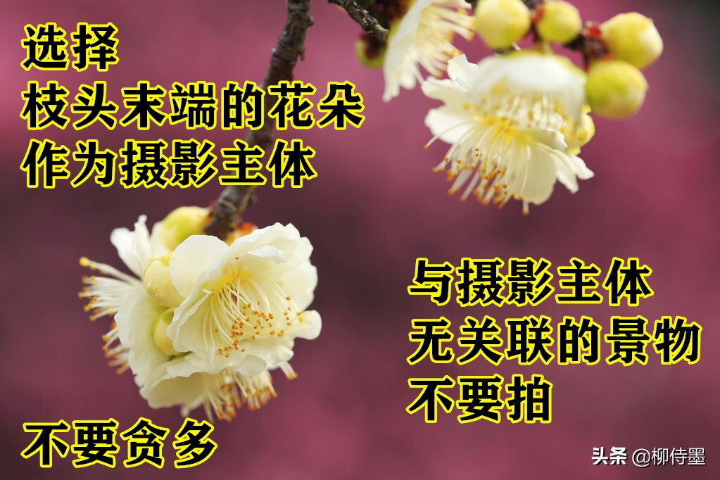 拍摄梅花多重曝光的技巧,拍摄梅花用什么镜头最好