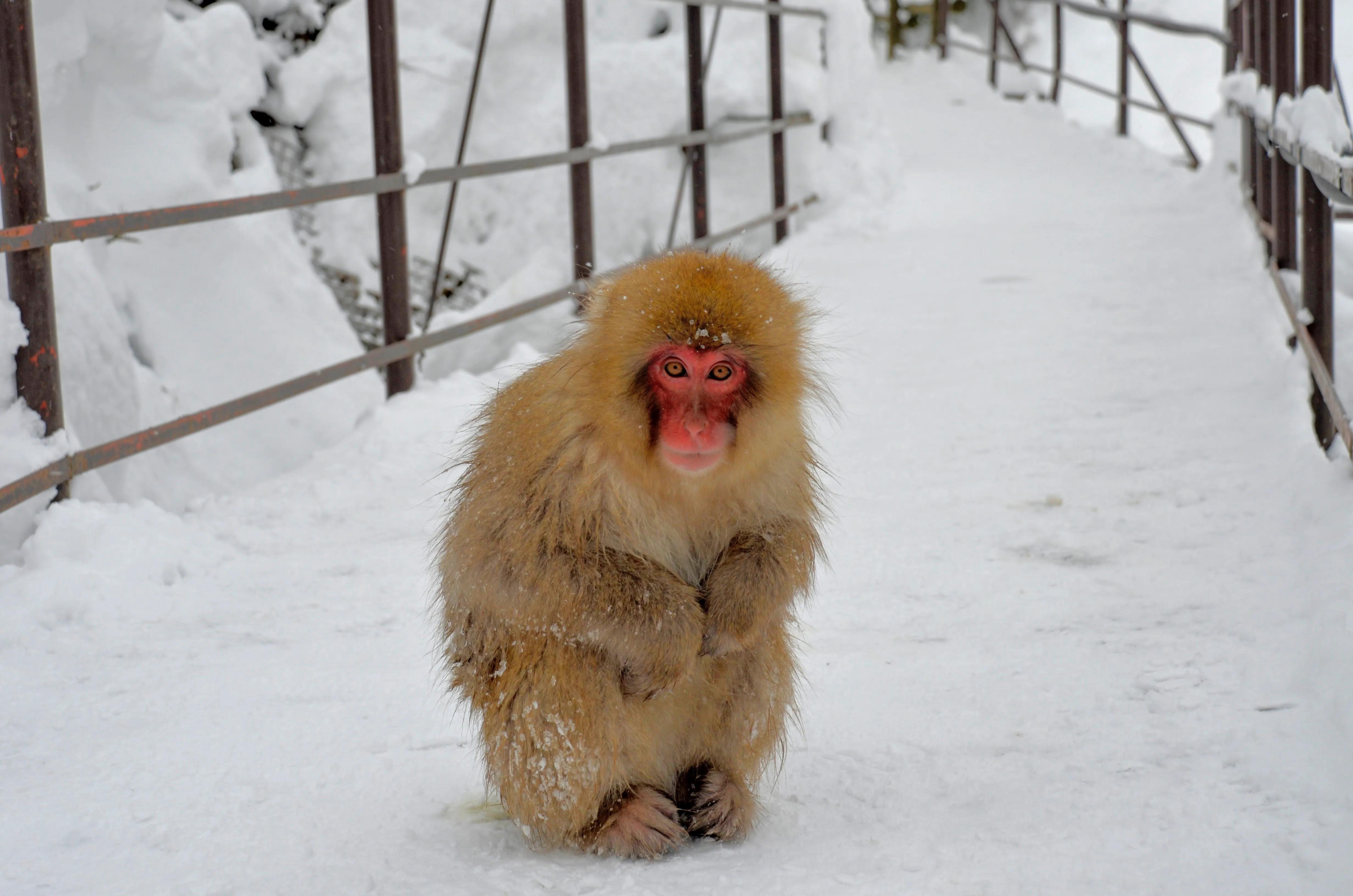 自然世界日本雪猴,日本猴子泡温泉
