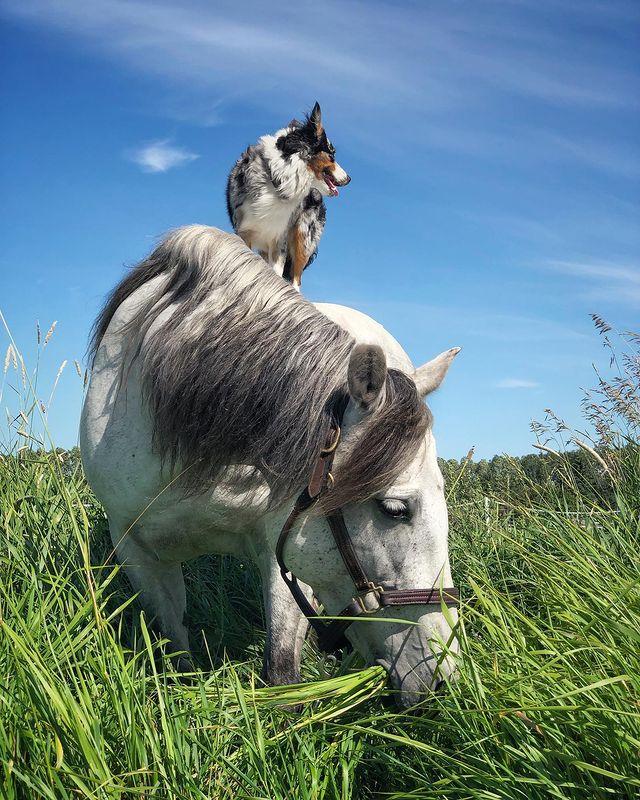 边牧和澳牧的混血狗狗,漂亮狗狗澳牧