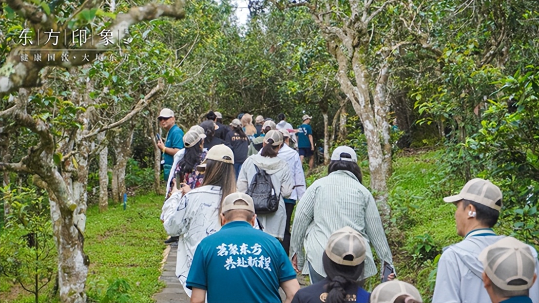 茶山体验之旅,茶山体验活动