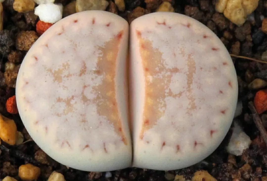 多肉植物石头开花,多肉石头花秋季