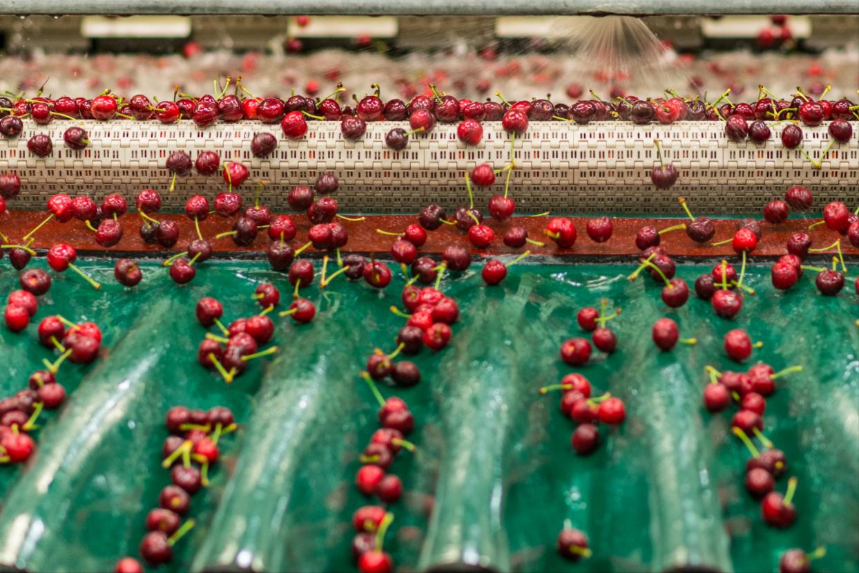 澳大利亚最新车厘子价格,智利车厘子丰收了吗