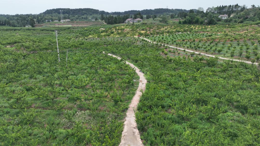 古城镇壮大产业基础推动乡村振兴,茶岭镇推动乡村振兴加快镇域发展