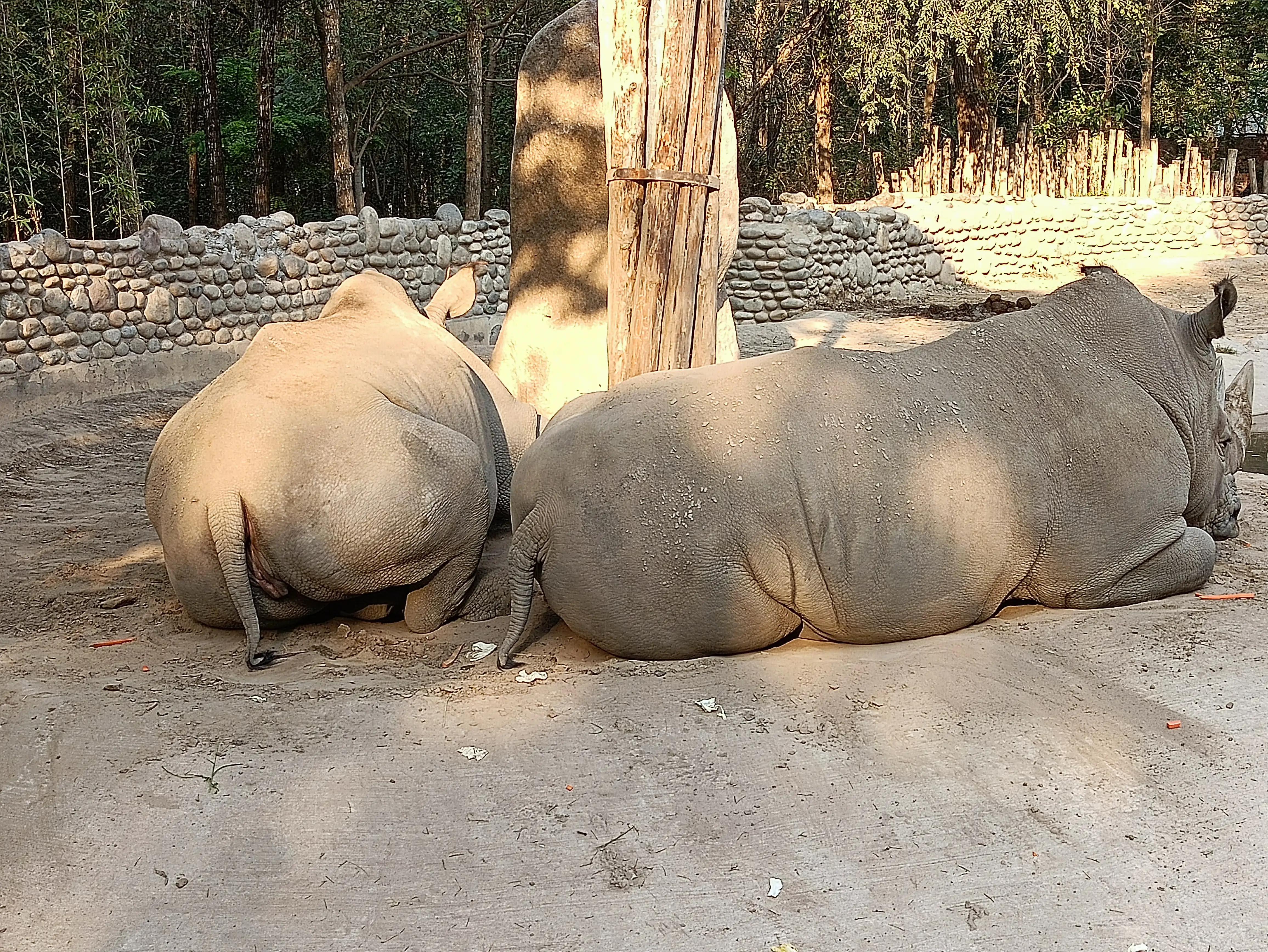 北京动物园和北京野生动物园区别,北京野生动物园狗妈妈和老虎狮子