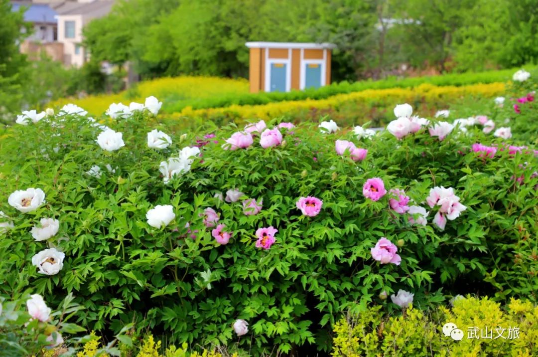 中国十大魅力之城——天水欢迎您来打卡千山万水就爱天水魅力五月打卡十有武山——,四马年村